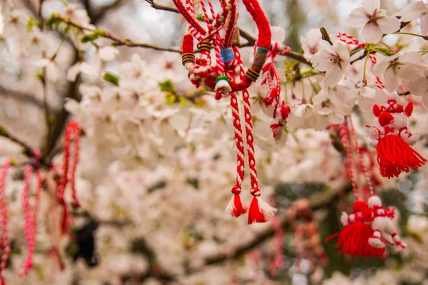 Röda orientaliska prydnadsväxter på en blommande cherry tree — Stockfoto