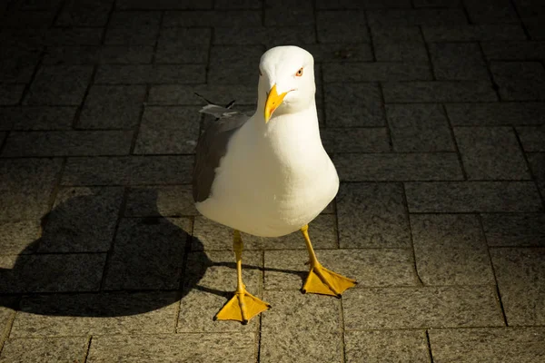 Gaviota mira hacia la cámara de cerca —  Fotos de Stock