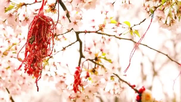 Trachtenschmuck am blühenden Kirschbaum — Stockvideo