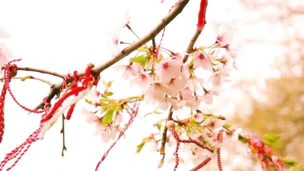 Traditional folk ornaments on blooming cherry tree — Stock Video