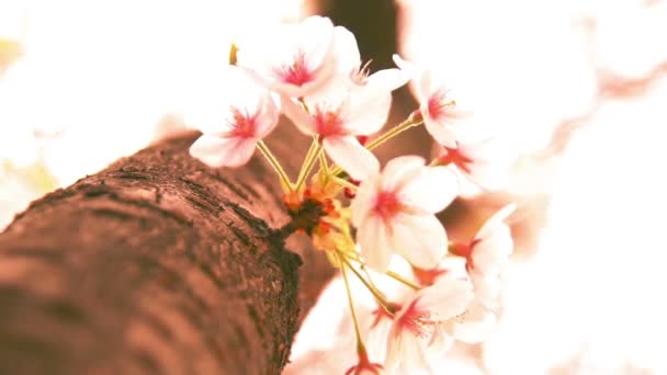 Ornamentos populares tradicionais na árvore de cereja florescente — Vídeo de Stock