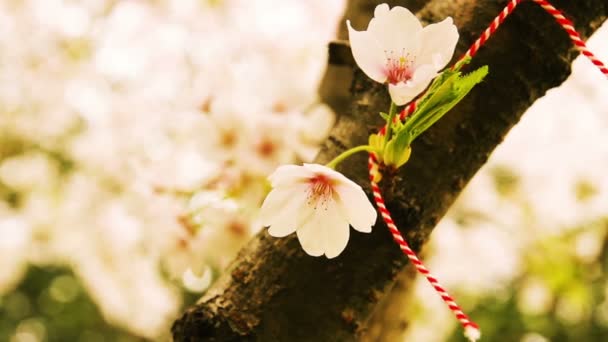 Hagyományos népi díszek a virágzó cseresznyefa — Stock videók