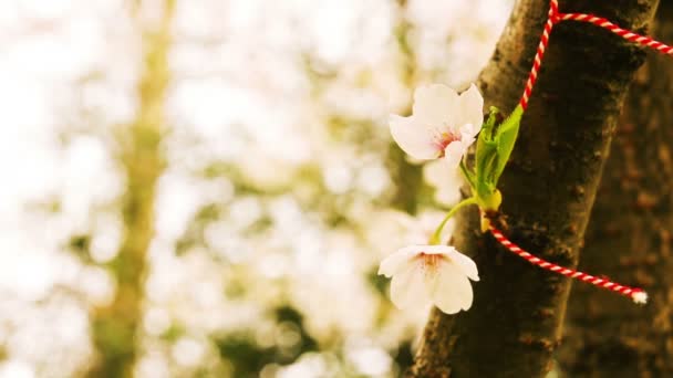 Traditionele folk ornamenten op bloeiende kersenboom — Stockvideo