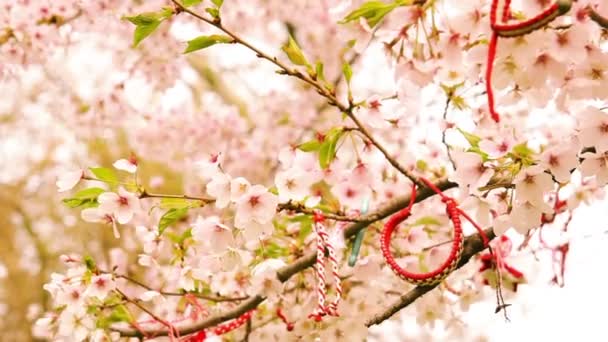 咲く桜の木の伝統的な民俗飾り — ストック動画