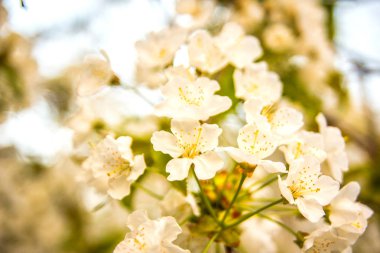 Geleneksel halk süs çiçek kiraz ağacı