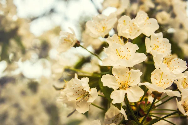 Traditionele folk ornamenten op bloeiende kersenboom — Stockfoto