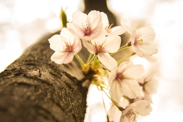 Traditionell folkmusik ornament på blommande körsbärsträd — Stockfoto