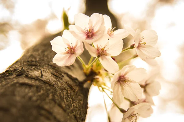 Adornos populares tradicionales en el cerezo floreciente — Foto de Stock