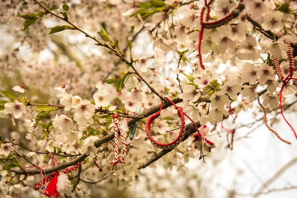 Trachtenschmuck am blühenden Kirschbaum — Stockfoto