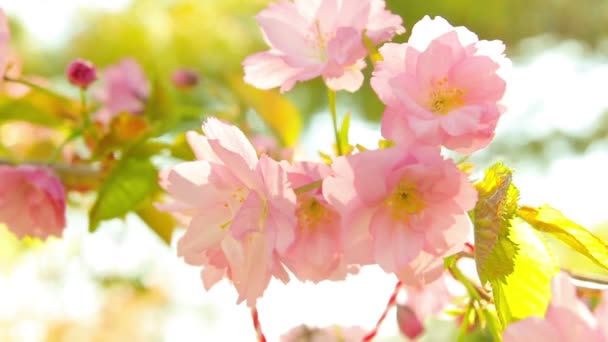 Spring blooming sakura tree flowers on sunny day — Stock Video