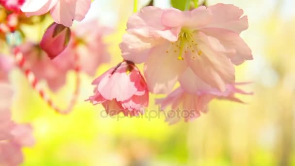 Frühling blühenden Sakura-Baum Blumen an sonnigen Tag — Stockvideo