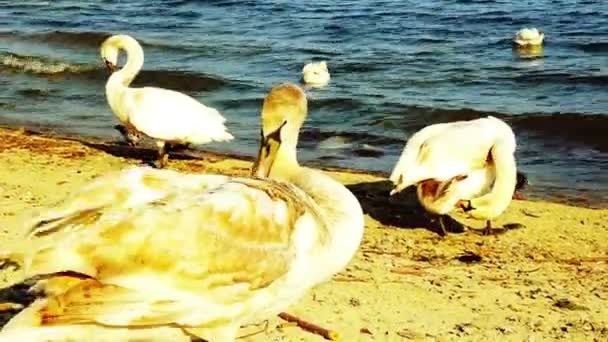 Höckerschwan an einem Sandstrand Nahaufnahme, Wildvogel — Stockvideo