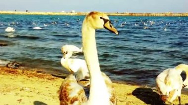 bir kum plaj portre, yabani kuş üzerinde sessiz Kuğu