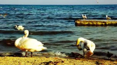 bir kum plaj portre, yabani kuş üzerinde sessiz Kuğu