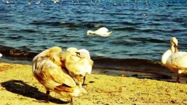 bir kum plaj portre, yabani kuş üzerinde sessiz Kuğu