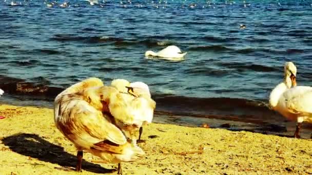 Mute swan on a sand beach closeup, wild bird — Stock Video