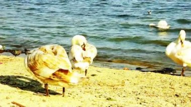 bir kum plaj portre, yabani kuş üzerinde sessiz Kuğu