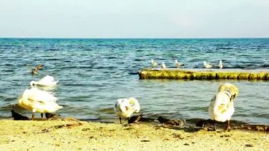 bir kum plaj portre, yabani kuş üzerinde sessiz Kuğu