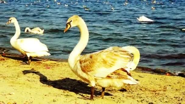 Łabędź niemy, na piaszczystej plaży zbliżenie, dziki ptak — Wideo stockowe