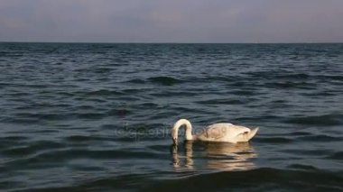 bir kum plaj portre, yabani kuş üzerinde sessiz Kuğu