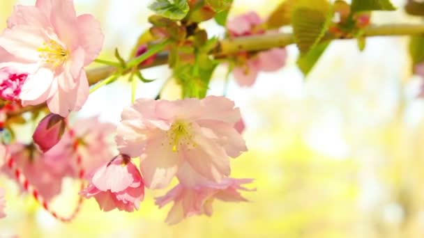 Frühling blühenden Sakura-Baum Blumen an sonnigen Tag — Stockvideo