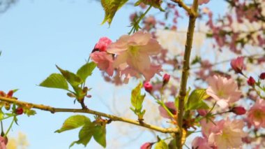 Güneşli günde çiçek açan sakura ağacı çiçekler bahar