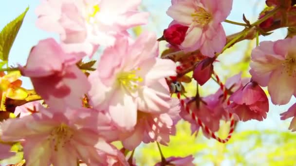 Wiosną kwitnące kwiaty drzewa sakura na słoneczny dzień — Wideo stockowe