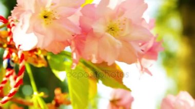 Güneşli günde çiçek açan sakura ağacı çiçekler bahar