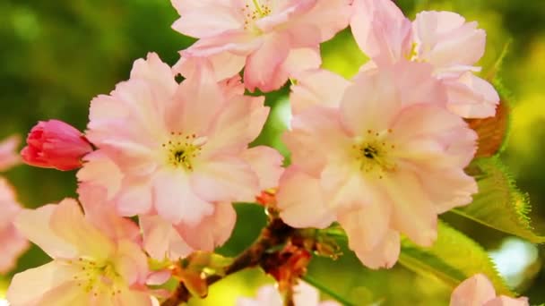 Güneşli günde çiçek açan sakura ağacı çiçekler bahar — Stok video