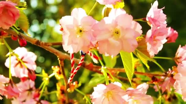 Spring blooming sakura tree flowers on sunny day — Stock Video