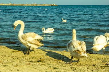 bir kum plaj portre, yabani kuş üzerinde sessiz Kuğu