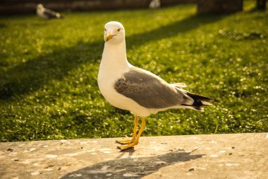 büyük beyaz martı - glarus kuş