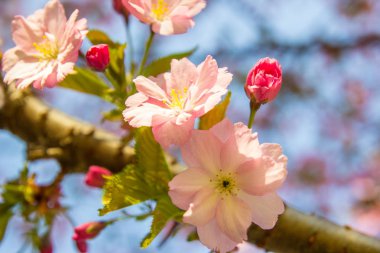 Güzel kiraz çiçeği sakura üzerinde mavi gökyüzü.