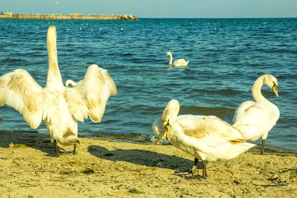 Cisne mudo en un primer plano playa de arena, pájaro salvaje —  Fotos de Stock
