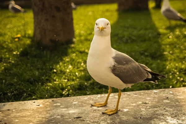 Gaviota blanca grande - pájaro glarus —  Fotos de Stock