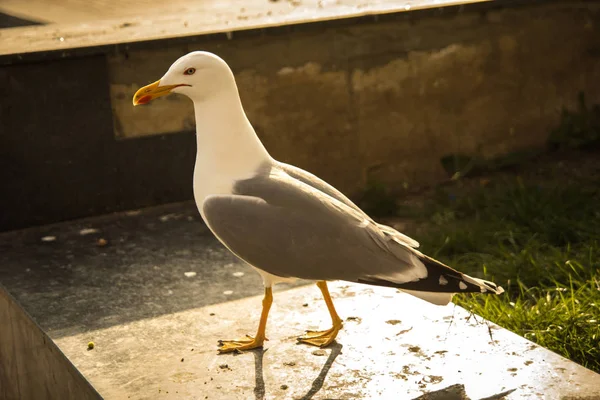 Gaviota blanca grande - pájaro glarus —  Fotos de Stock