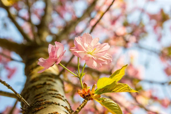 Hermosa flor de cerezo sakura sobre el cielo azul . — Foto de Stock