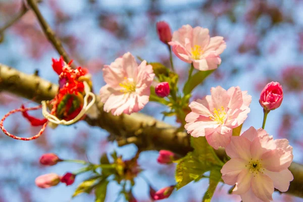Hermosa flor de cerezo sakura sobre el cielo azul . — Foto de Stock