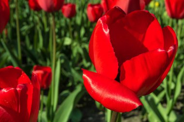 renkli parlak güzel kırmızı lale portre