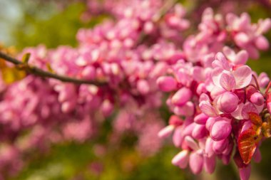 çiçek açan erguvan portre