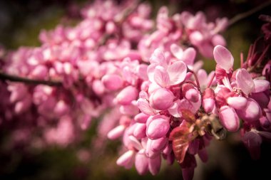 çiçek açan erguvan portre