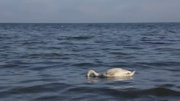 Немой лебедь на песчаном пляже крупным планом, дикая птица — стоковое видео