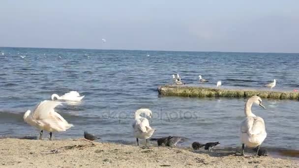 Mute swan on a sand beach closeup, wild bird — Stock Video