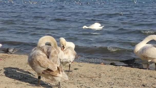Cygne muet sur une plage de sable gros plan, oiseau sauvage — Video
