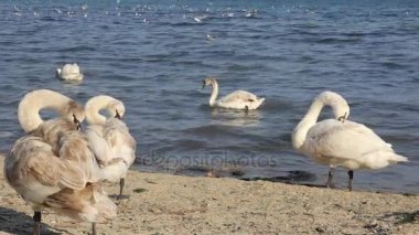 bir kum plaj portre, yabani kuş üzerinde sessiz Kuğu