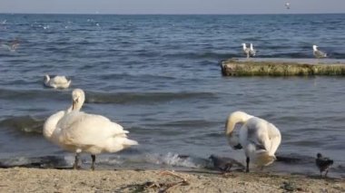 bir kum plaj portre, yabani kuş üzerinde sessiz Kuğu