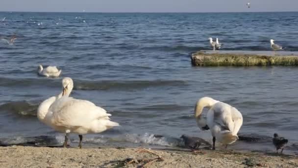 A homokos strand közelkép, vad madár a bütykös hattyú — Stock videók