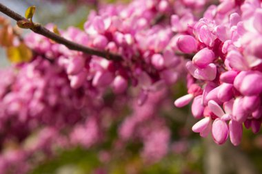 çiçek açan erguvan portre