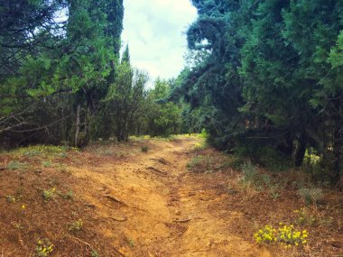 Orman patika dağ deniz yukarıda