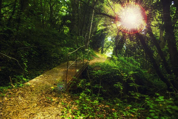 Promenade dans la forêt de montagne — Photo